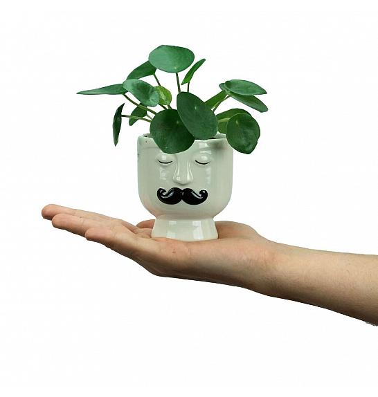 Pilea peperomides mini: Ø6 cm