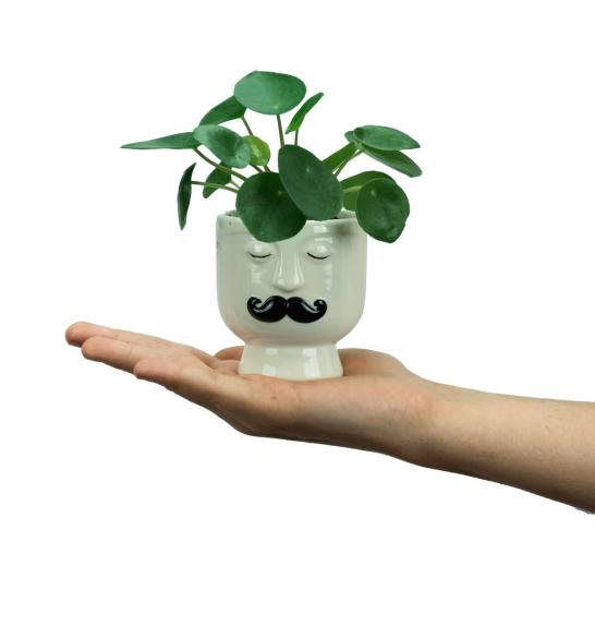 Pilea peperomides mini; o6 cm