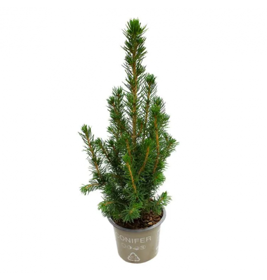 Picea glauca Conica Ø 9