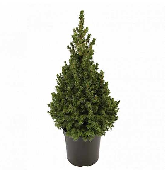 Picea glauca Conica C5 Lit. 40-60 cm