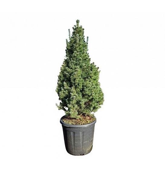 Picea glauca 'Sanders Blue' C11 Lit. 60-70 cm