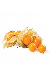 Rumene Andske jagode/mango Physalis preciosa