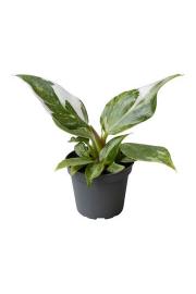 Filodendron White Princess - S