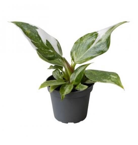 Philodendron White Princess; o6 cm