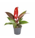 Filodendron Red Sun - XS