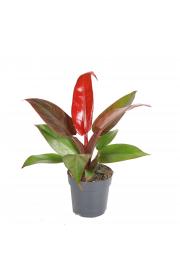 Filodendron Red Sun - XS