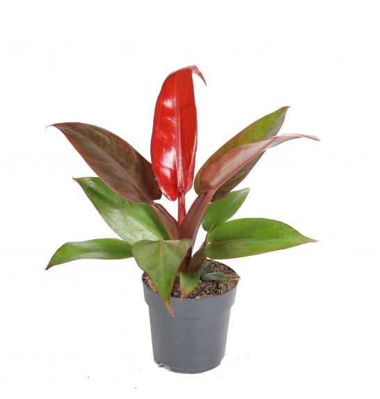 Philodendron Selloum Red Sun; o6