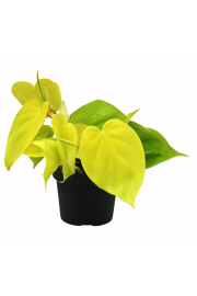 Filodendron Micans Lime