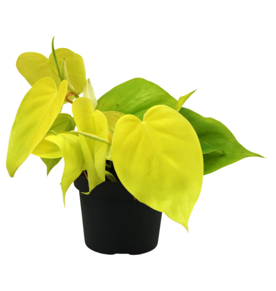 Philodendron scandens Micans Lime; o12 cm