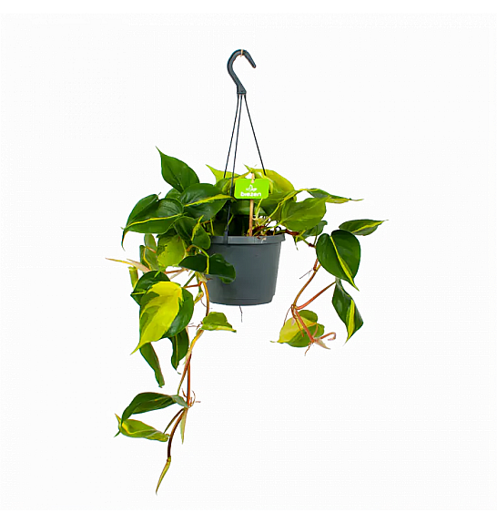 Philodendron scandens Brasil ; o17 cm