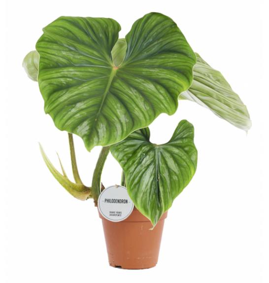 Philodendron Plowmanii; o15