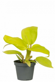 Filodendron Lemon Lime - potaknjenci