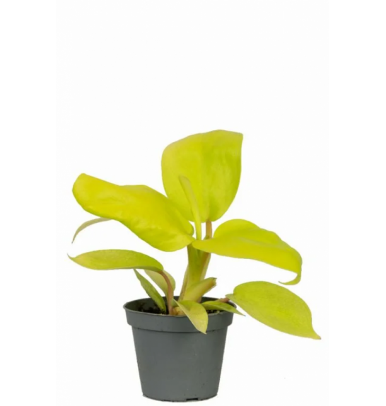 Philodendron Lemon Lime - potaknjenci; Ø12 cm