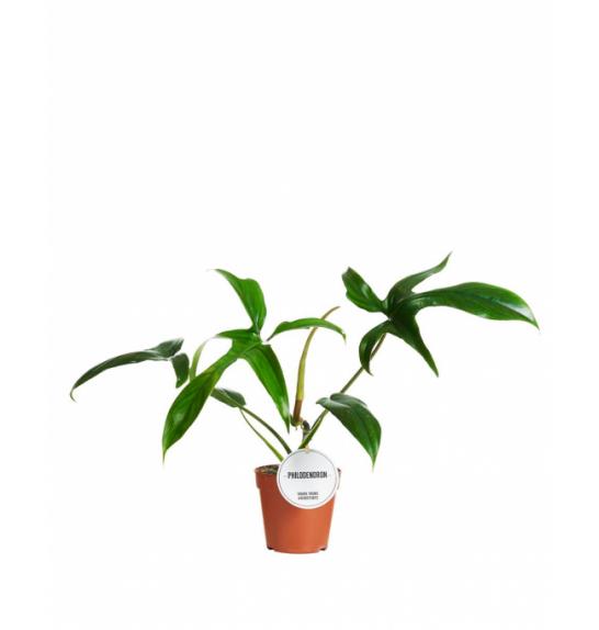 PHILODENDRON HYBRID; o12 cm