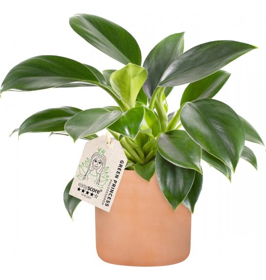 Philodendron Green Princess ; o11 cm