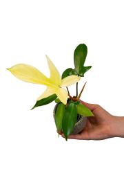 Filodendron Florida Ghost - XS