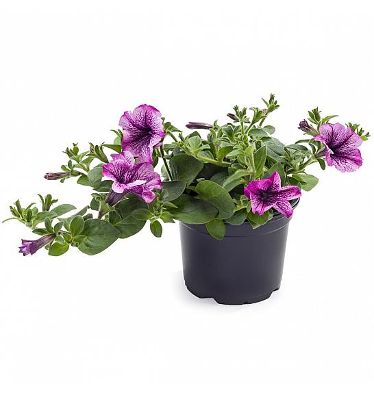 Petunia Tea Magenta Vein Ø10,5