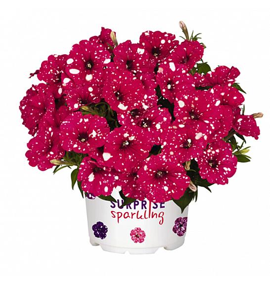 Petunia Surprise Sparkling Red Ø10,5