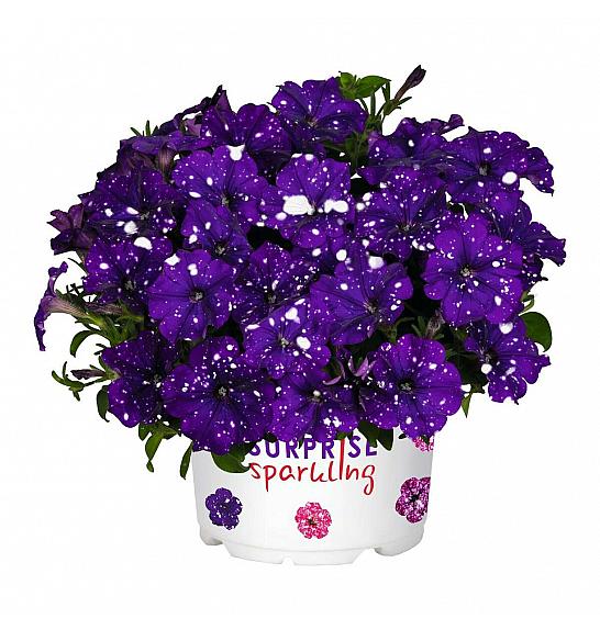 Petunia Surprise Sparkling Blue Ø10,5