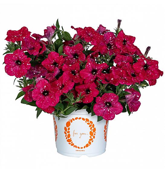 Petunia Surprise Sparkling Cardinal Ø10,5