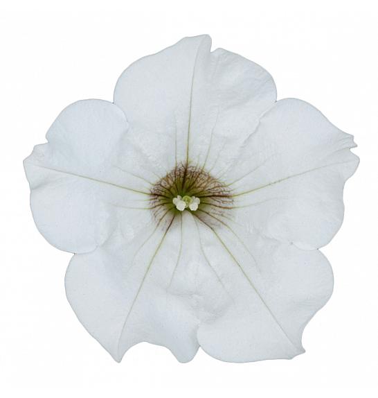 Petunia Surfinia Classic White Ø10,5