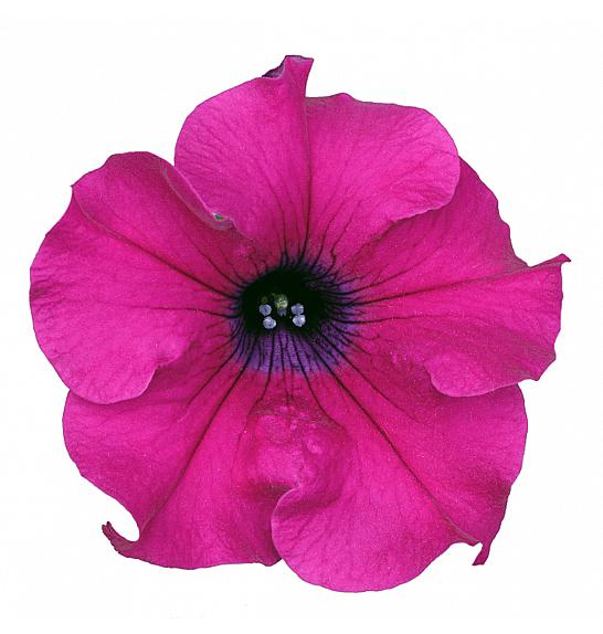 Petunia Surfinia Classic Giant Purple Ø10,5