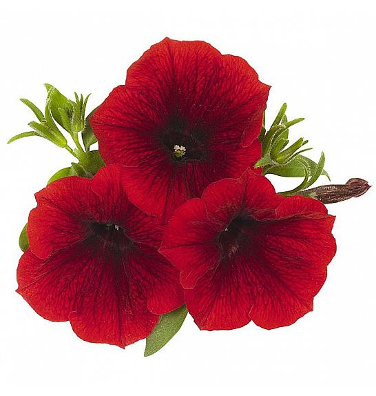 Petunia Tea Red Ø10,5