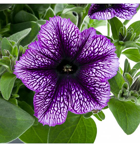 Petunia Tea Indigo Vein Ø10,5