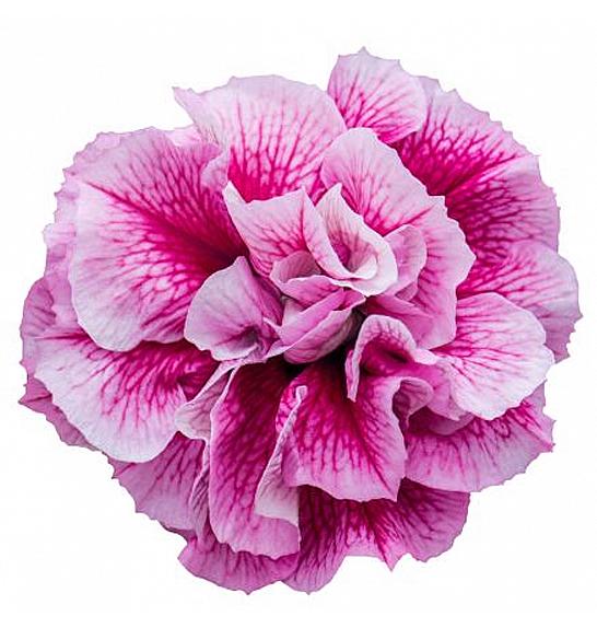 Petunia Tumbelina Francesca Ø10,5