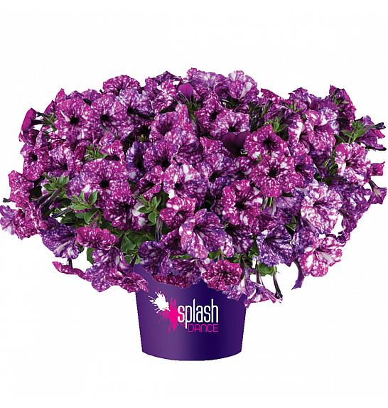 Petunia Splash Dance Purple Polka Ø10,5