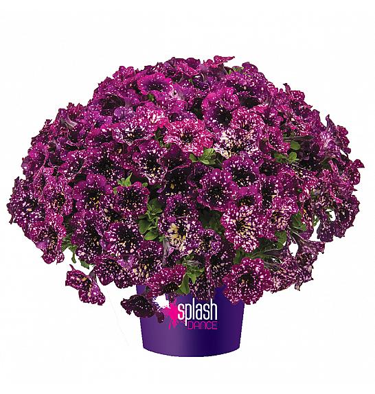 Petunia Splash Dance Magenta Mambo Ø10,5