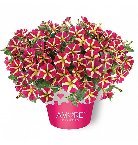 Petunia Amore Queen of Hearts Ø10,5