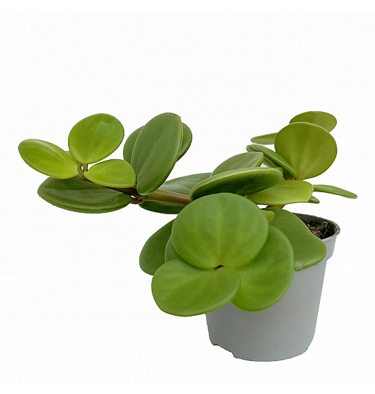 Peperomia teteaphylla Hope: Ø6