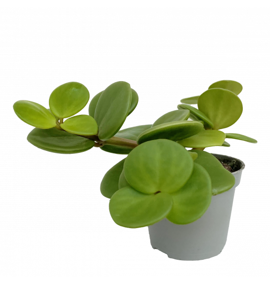 Peperomia teteaphylla Hope; o6