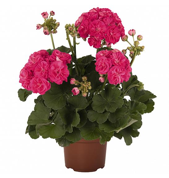 Pelargonium zon. Survivor Idols Rosalinda Ø12