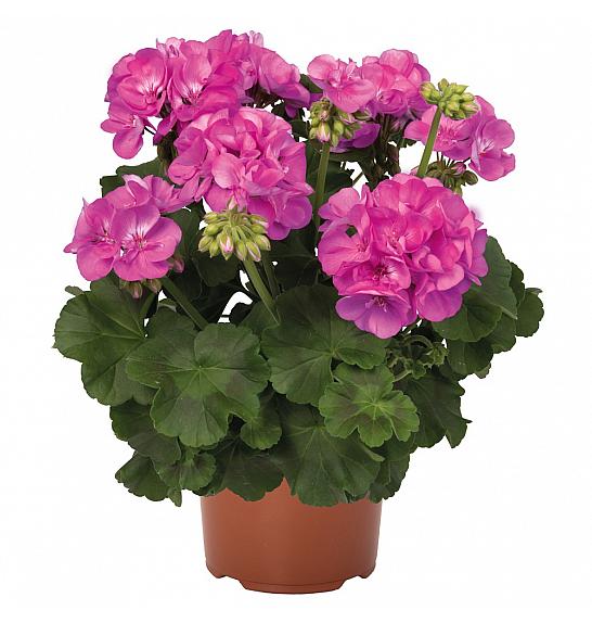 Pelargonium zon. Survivor Idols Indigo Sky Ø12