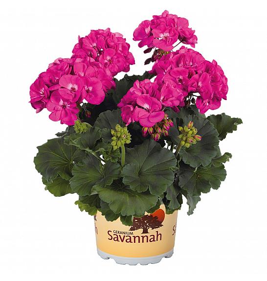 Pelargonium zon. Savannah Blue Ø12