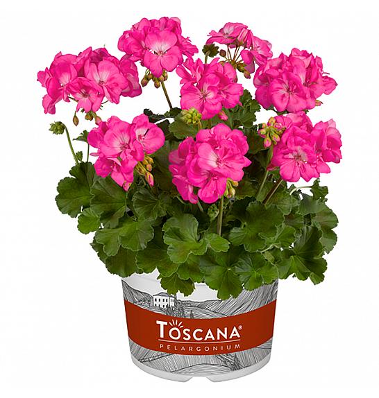 Pelargonium zon. Galaxy Rose Ø12