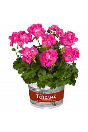 Pokončna pelargonija Galaxy Rose