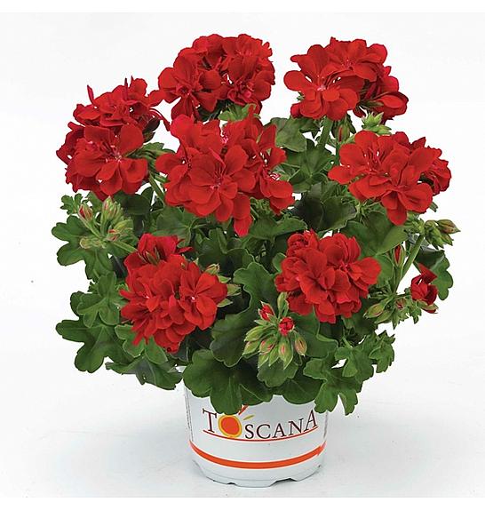 Pelargonium pel. Sunflair Paula red Ø12