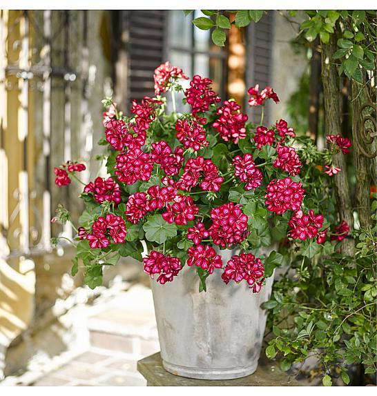 Pelargonium pel. Sunflair Lollipop Chris red white Ø12