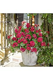 Viseča pelargonija Sunflair Lollipop Chris red white