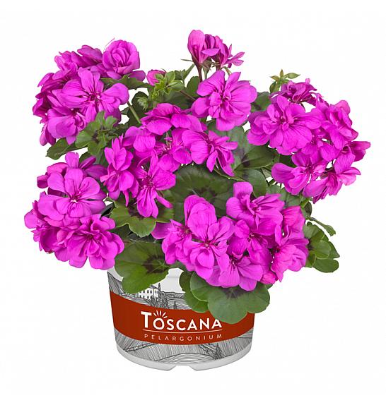 Pelargonium pel. Sunflair Amy amethyst Ø12