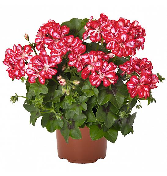 Pelargonium pel.Atlantic Red Star Ø12