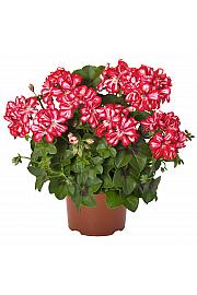 Viseča pelargonija Atlantic Red Star