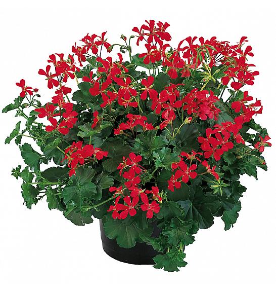 Pelargonium pel. Ville de Paris Red Ø10,5