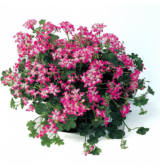 Pelargonium pel. Ville de Paris Brilliant Ø10,5