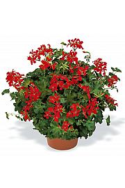 Višeča pelargonija Decora Red