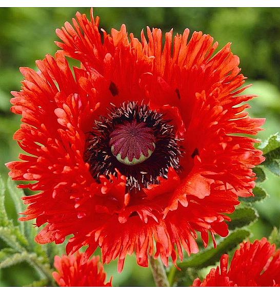 Papaver orientale Turkenlouis Ø11