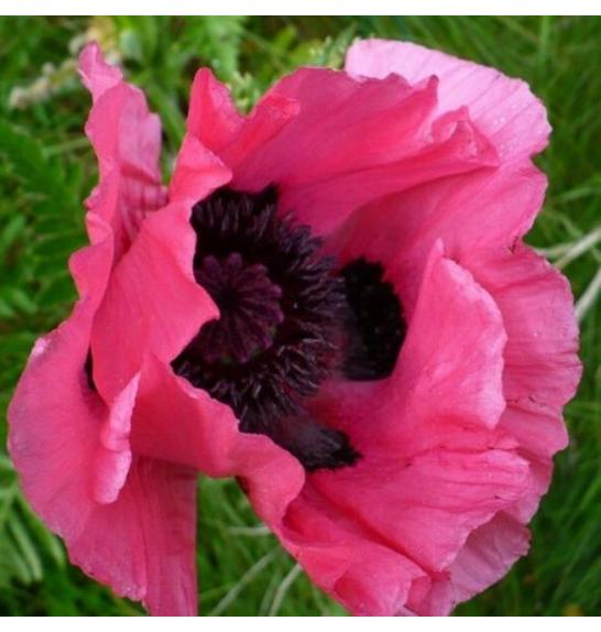 Papaver orientale Raspberry Queen Ø11